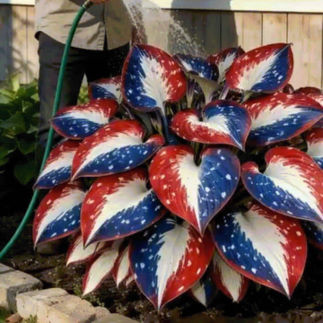 🎉Last Day Sale Off 40%🎉Celebrate America's 250th 🌱Premium Shade-Loving Hosta Seeds-HS