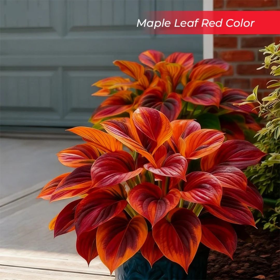 🎉Last Day Sale Off 40%🎉Celebrate America's 250th 🌱Premium Shade-Loving Hosta Seeds-HS