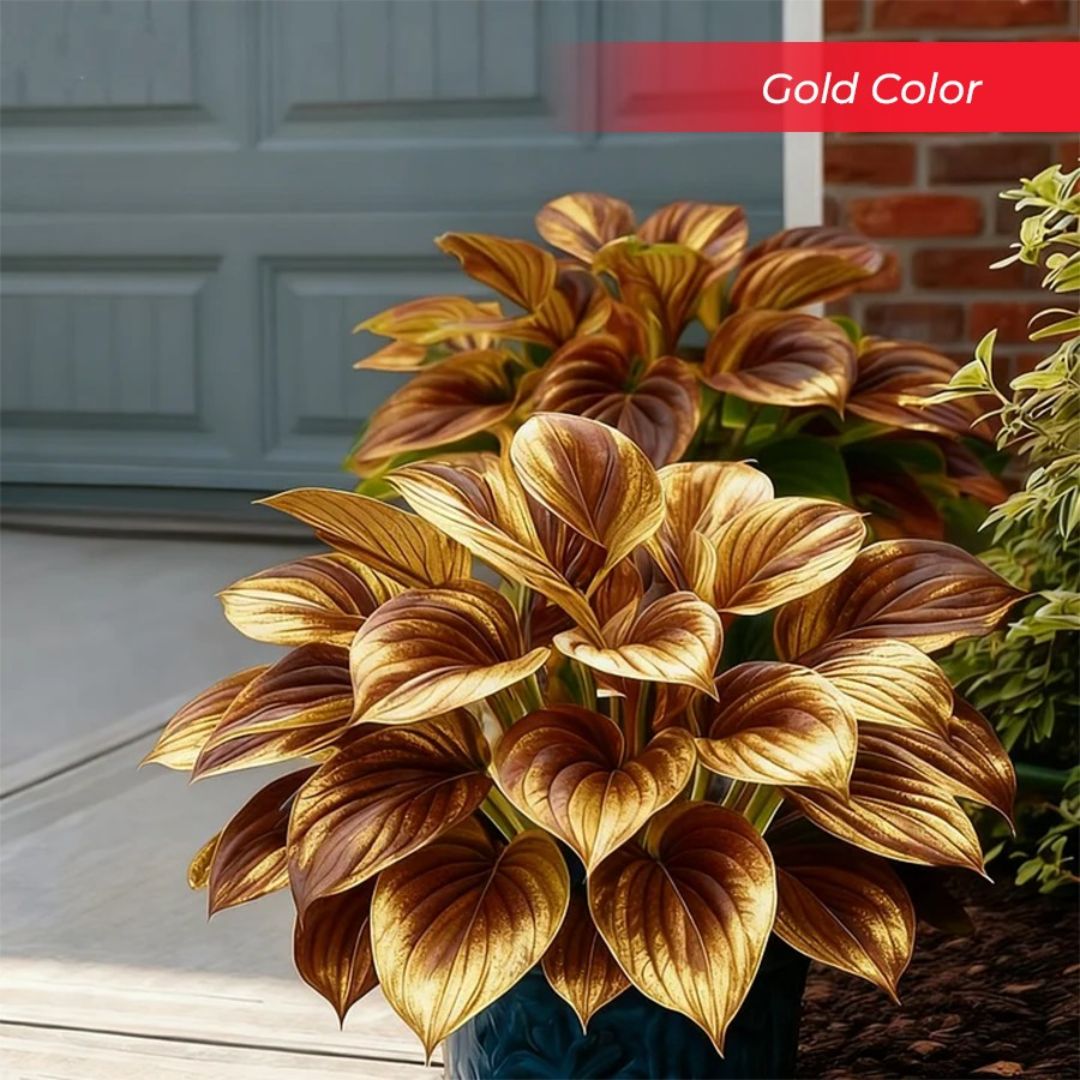 🎉Last Day Sale Off 40%🎉Celebrate America's 250th 🌱Premium Shade-Loving Hosta Seeds-HS