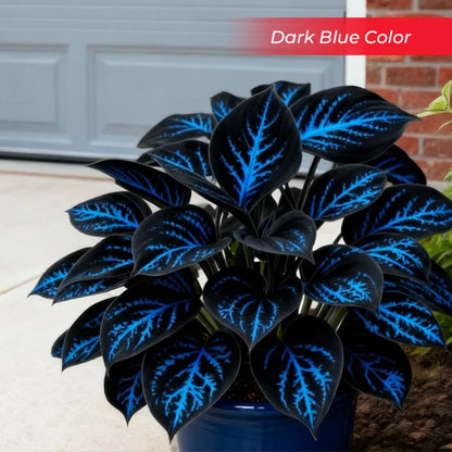 🎉Last Day Sale Off 40%🎉Celebrate America's 250th 🌱Premium Shade-Loving Hosta Seeds-HS